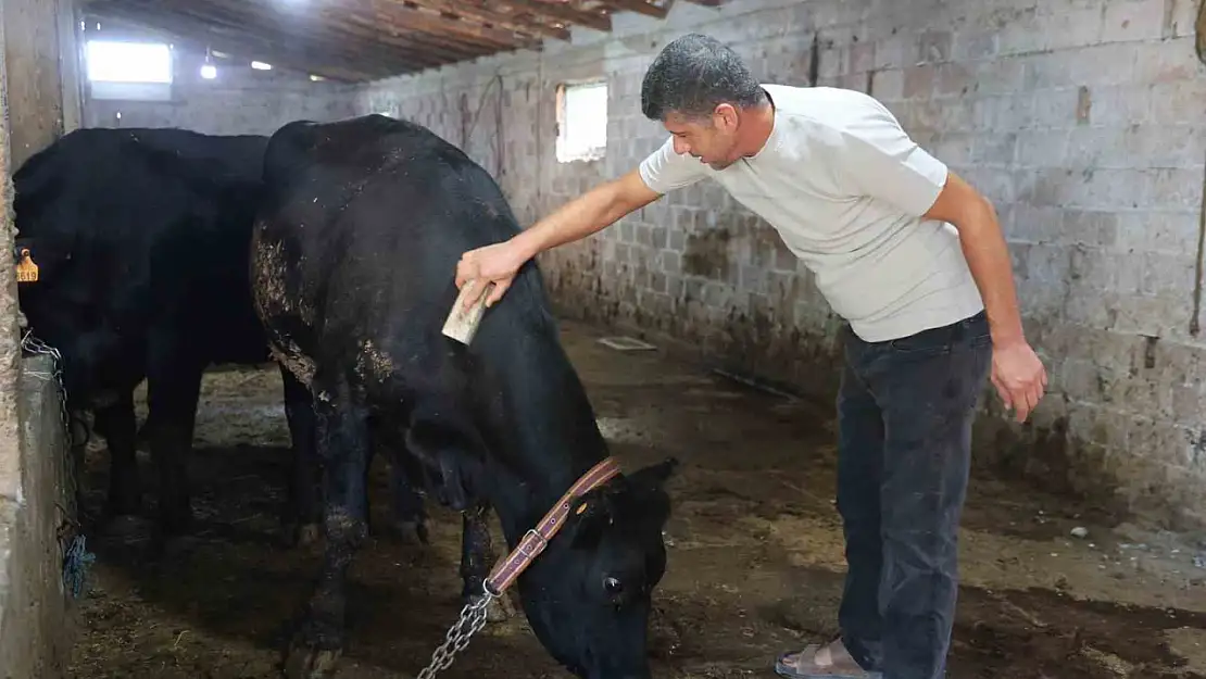 ' Kırsalda Bereket Hayvancılığa Destek' projesi ilk meyvesini verdi