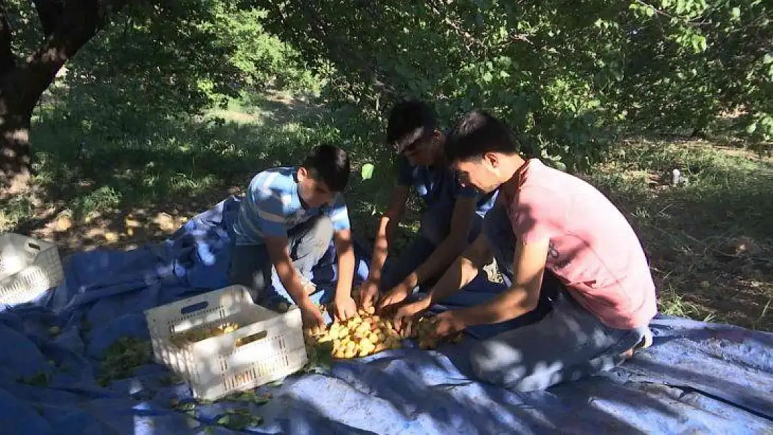 'Sarı altın'da 'Bu yıl rekolte yüksek'