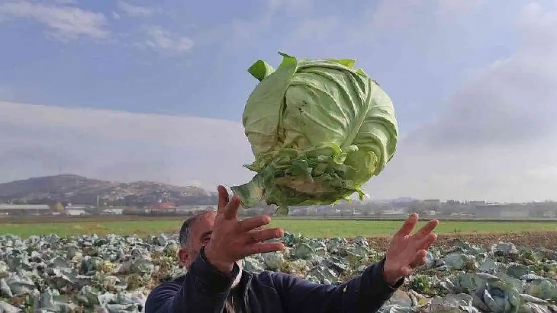 50 kilogramlık lahana üretti, Ukrayna ve Belçika'dan alıcıları var
