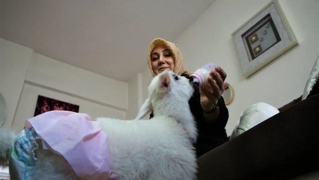 Annesinin reddettiği kuzuya, sağlıkçı şefkati