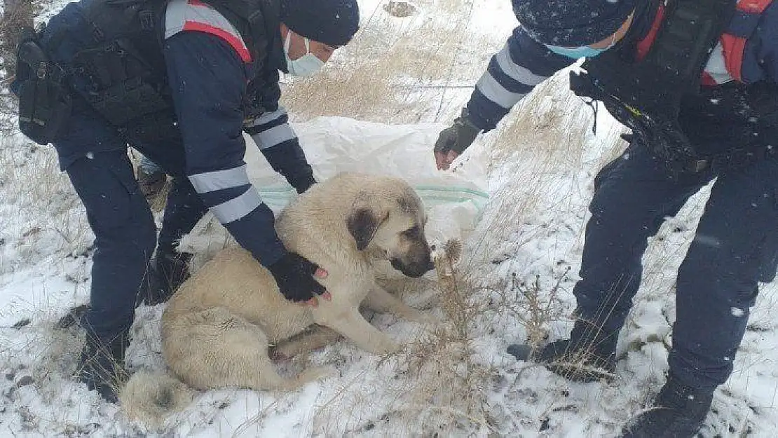 Aracın çarptığı köpeği, jandarma hayvan hastanesine ulaştırdı