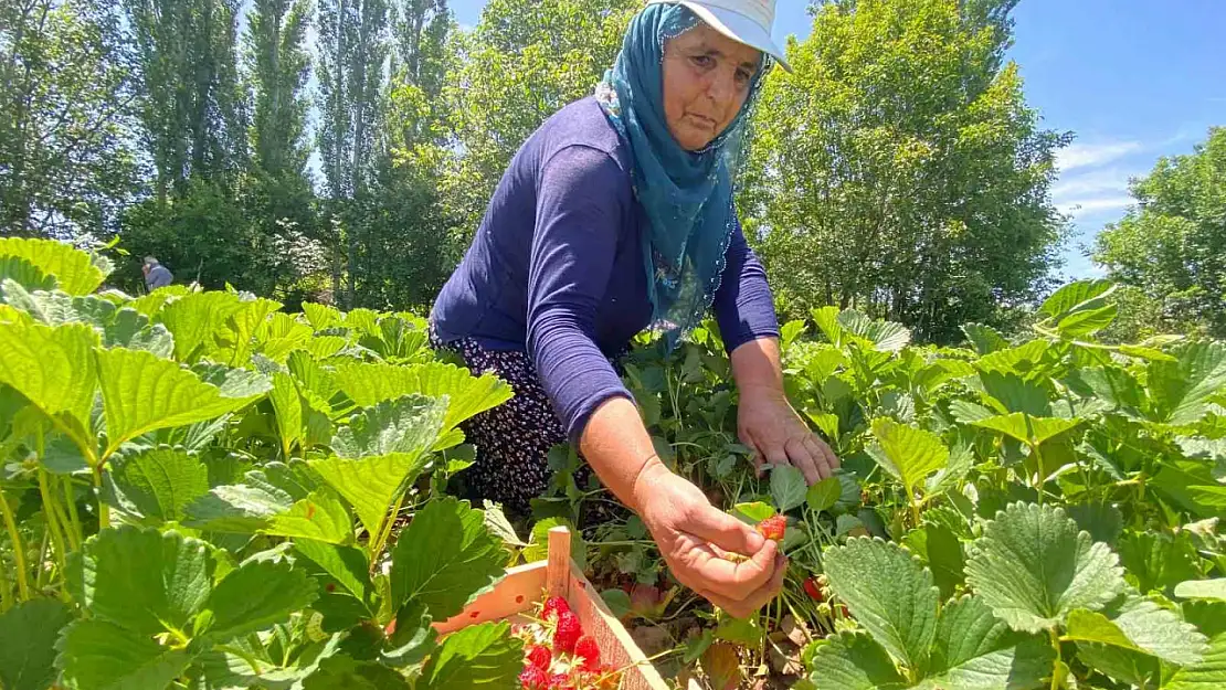 Aromasıyla dikkat çeken 'Kuyulu' çileğinde hasat başladı