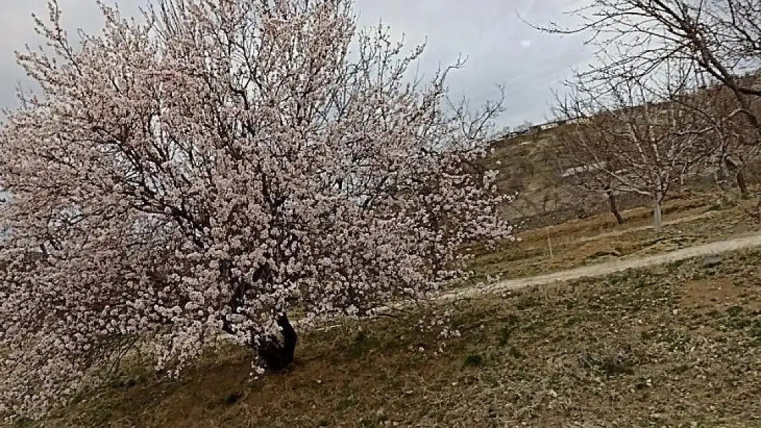 Baskil'de badem ağaçları çiçek açtı