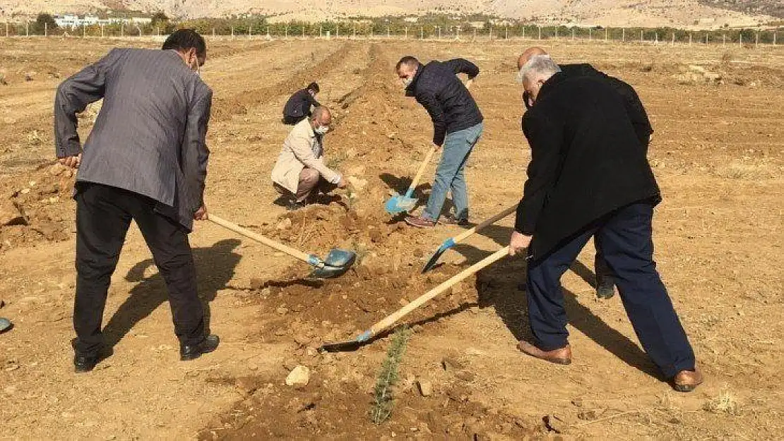 Baskil MYO kampüsüne 2 bin 160 fidan dikildi