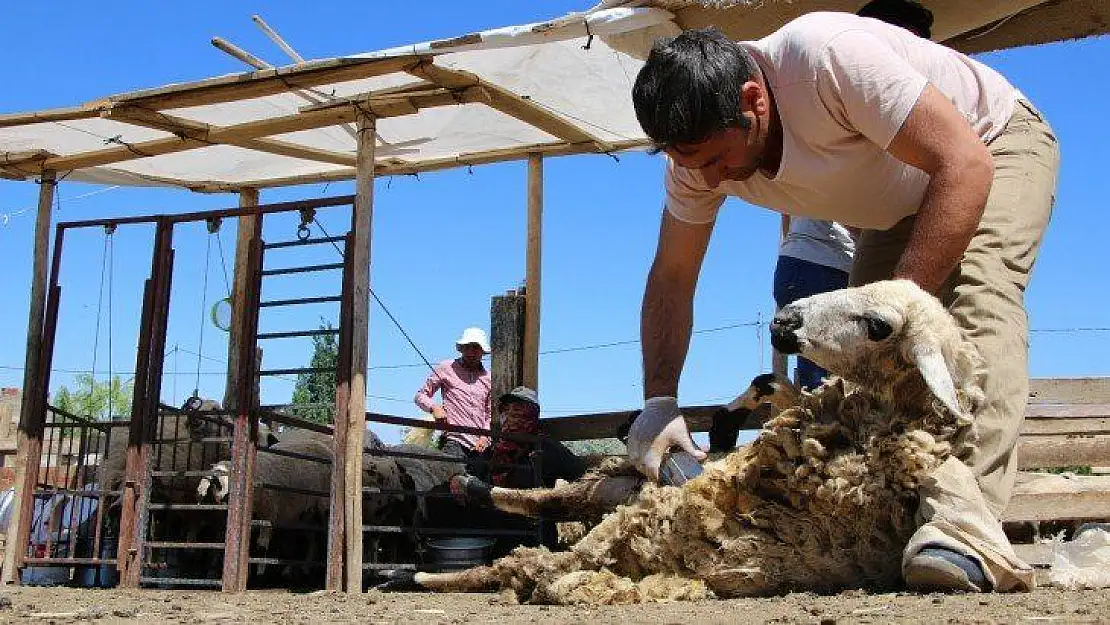 Besicilerin koyun kırkma mesaisi başladı
