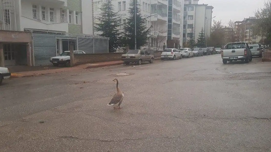 Boş sokakta kaz gezintiye çıktı