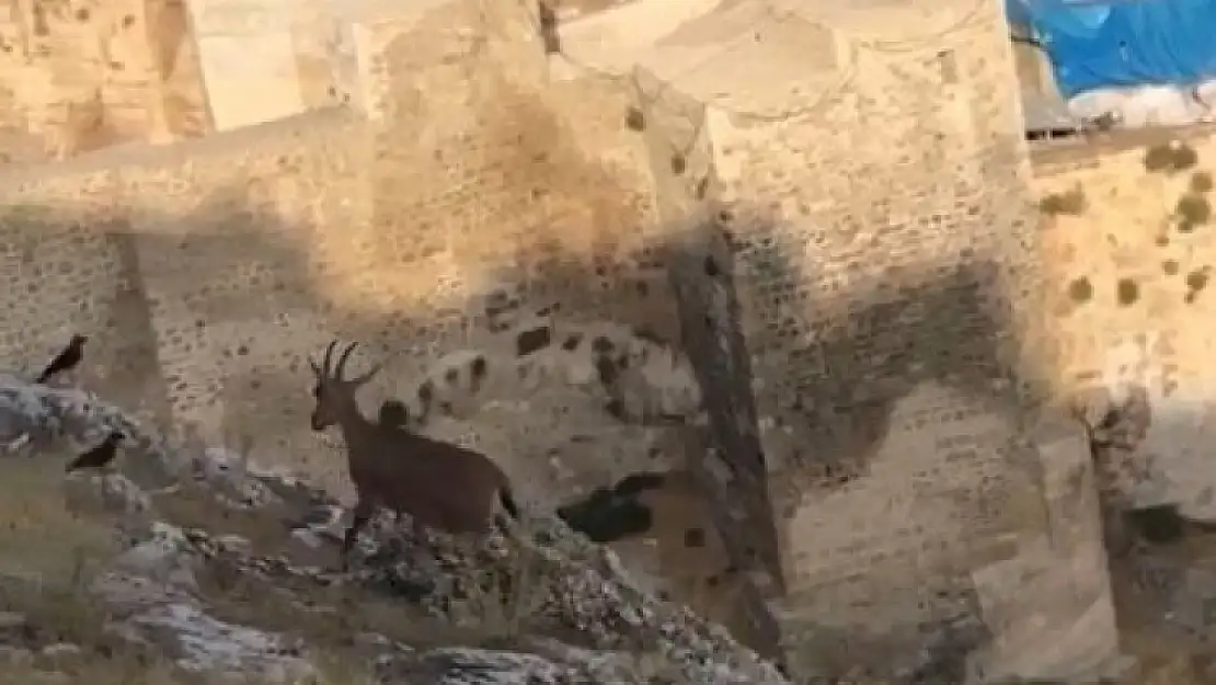 Dağ keçileri Harput'u mesken tuttu