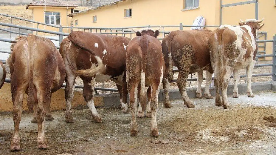 Deprem bölgesi Elazığ'da kurbanlıklar pazara indi