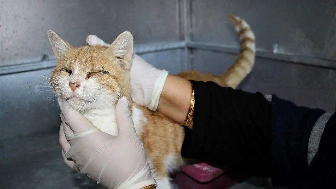 Depremde 2 kedi gözlerini kaybetti, şimdi sıcak yuva bekliyor