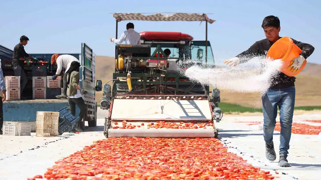 Domateste 315 ton rekolte bekleniyor