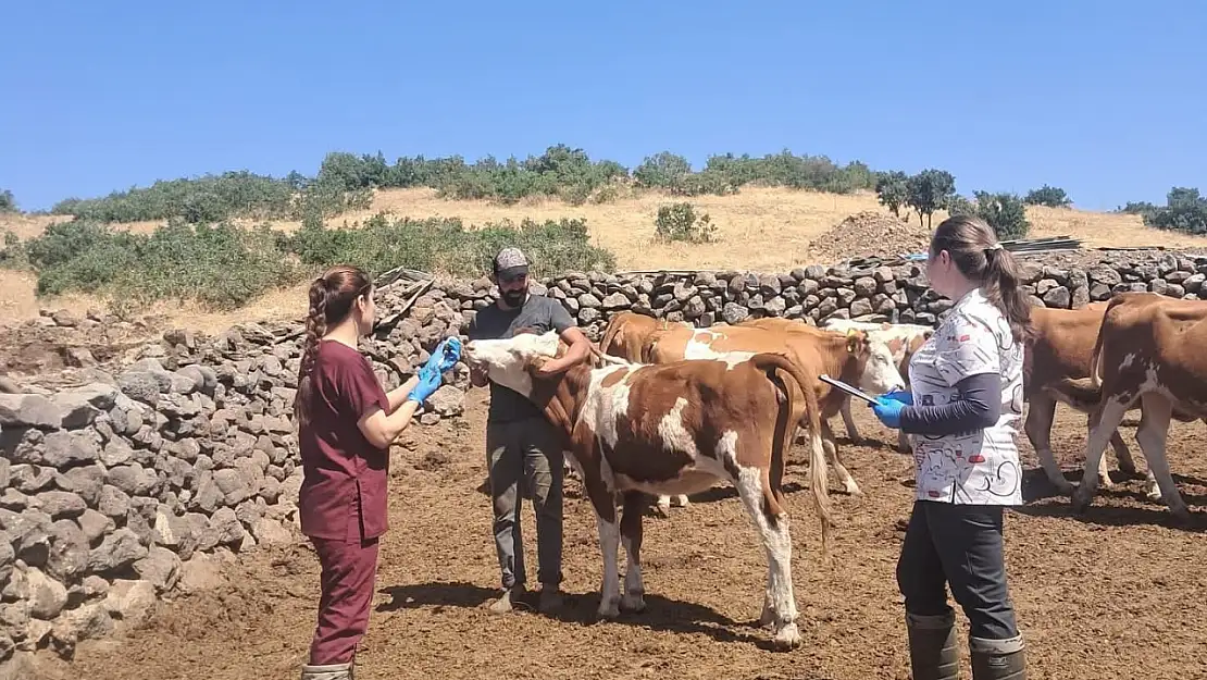 Elazığ büyükbaş hayvanlara yönelik aşılama çalışması
