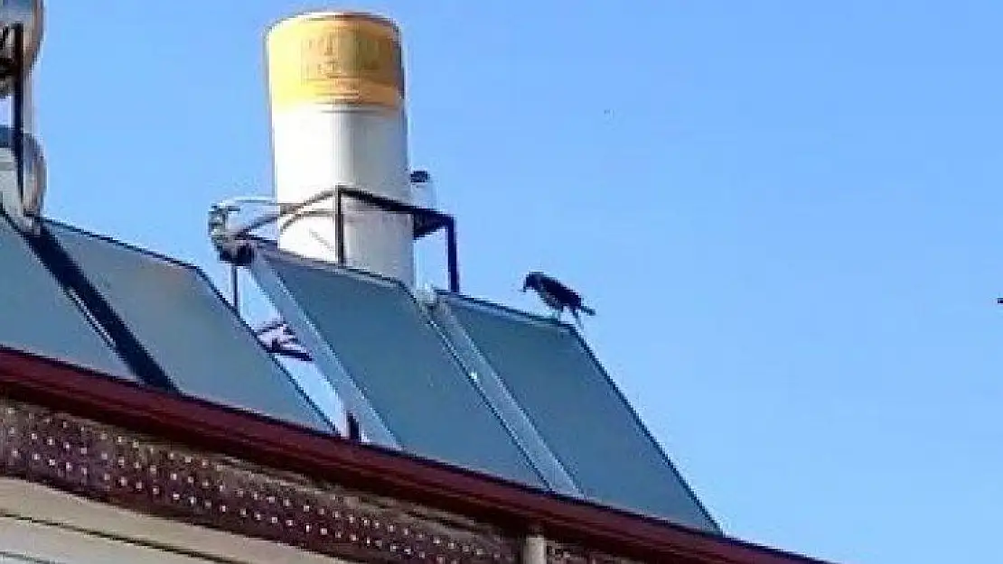 Elazığ'da 'Allah' diye bağıran karga şaşırttı
