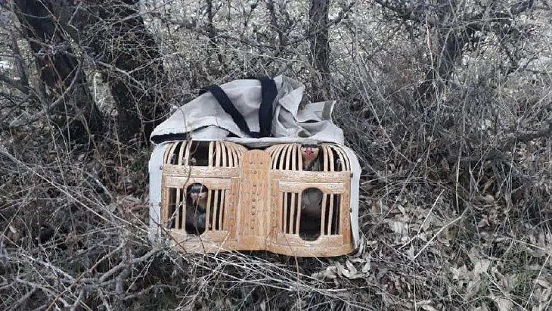 Elazığ'da  avlaklarda denetim, keklikler ele geçirildi bir meteris yıkıldı