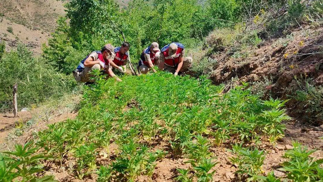 Elazığ'da  uyuşturucu tarlasına operasyon,  6 bin kök kenevir ele geçirildi