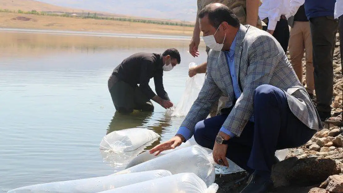 Elazığ'da 100 bin bin yavru sazan balığı gölete bırakıldı