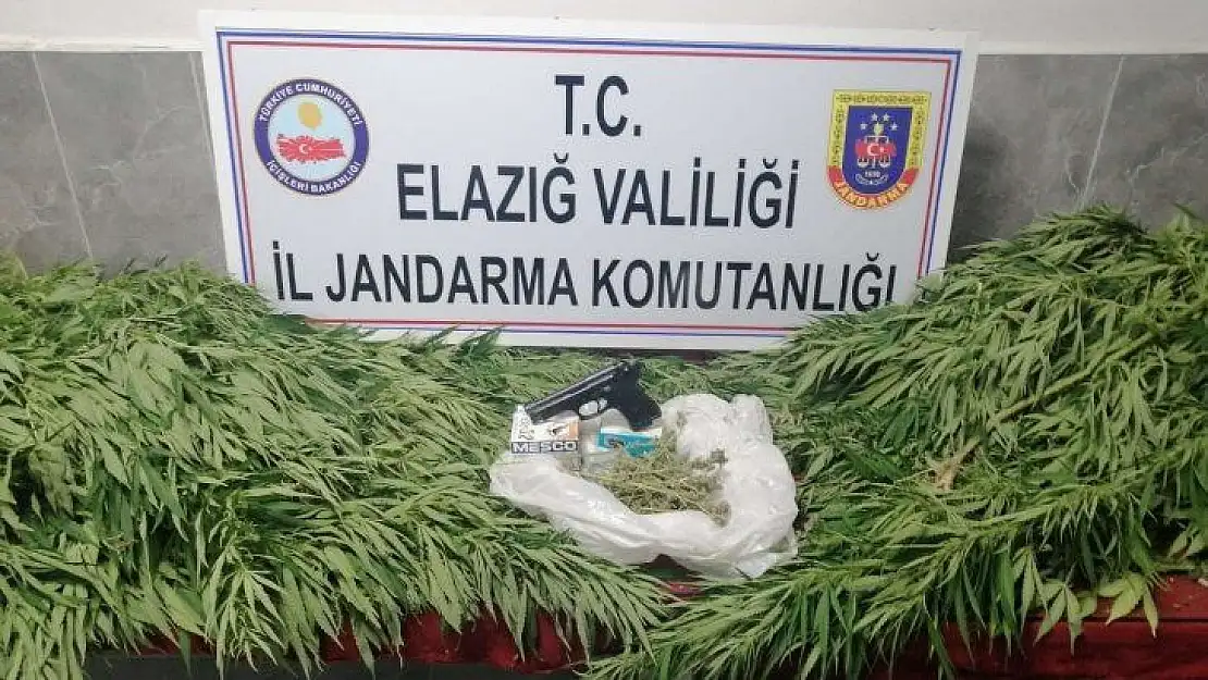 Elazığ'da 119 kök kenevir ele geçirildi