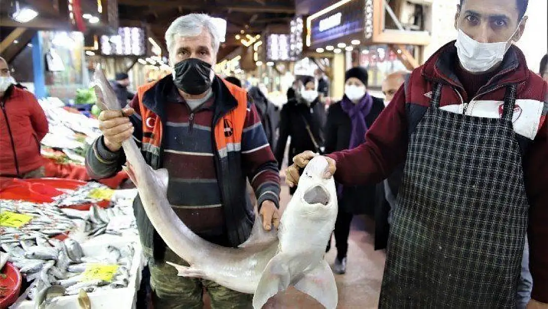 Elazığ'da balıkçının 'Norveç'ten' getirttiği köpek balığı dikkat çekti