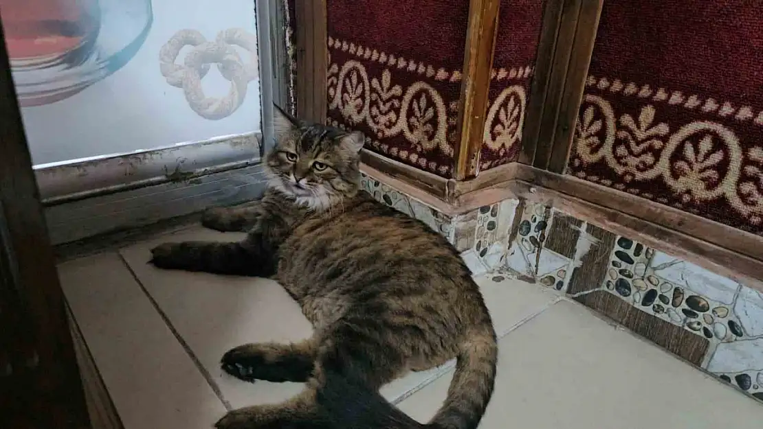 Mahallenin maskotu 'Bıdık' gönülleri mest ediyor