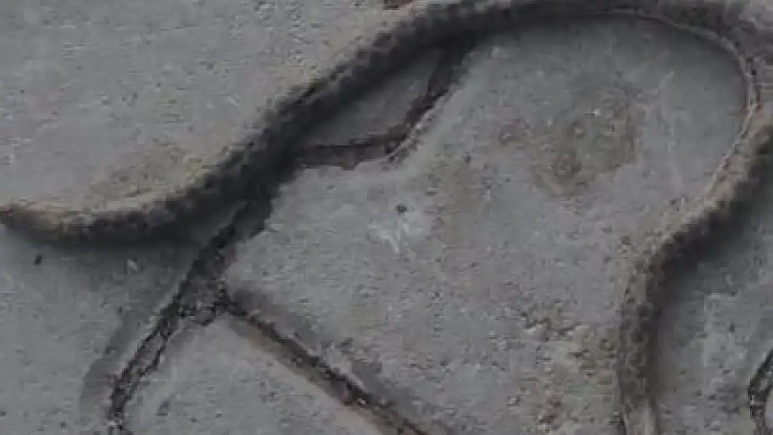 Elazığ'da çift başlı yılan tedirgin etti