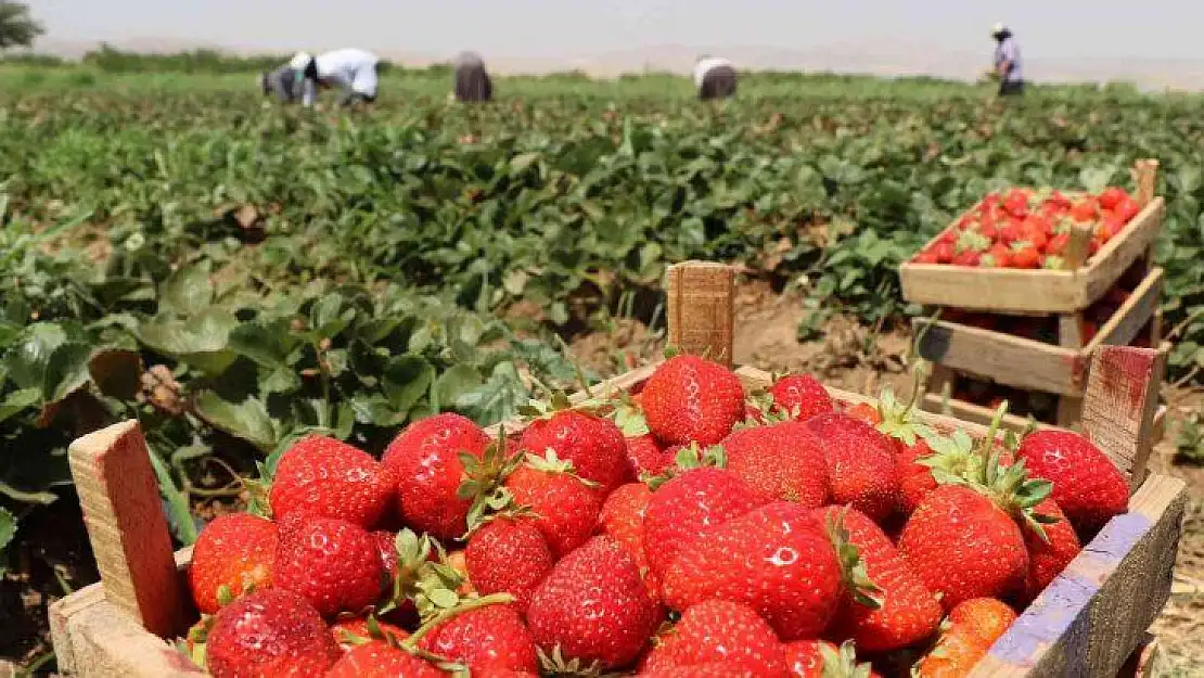 Elazığ'da çilek hasadı sürüyor