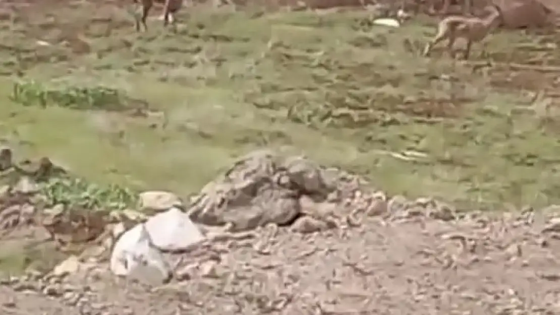 Elazığ'da dağ keçileri görüldü