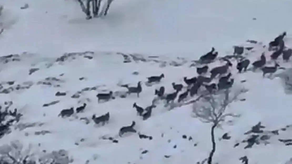 Dağ keçileri sürü halinde görüntülendi