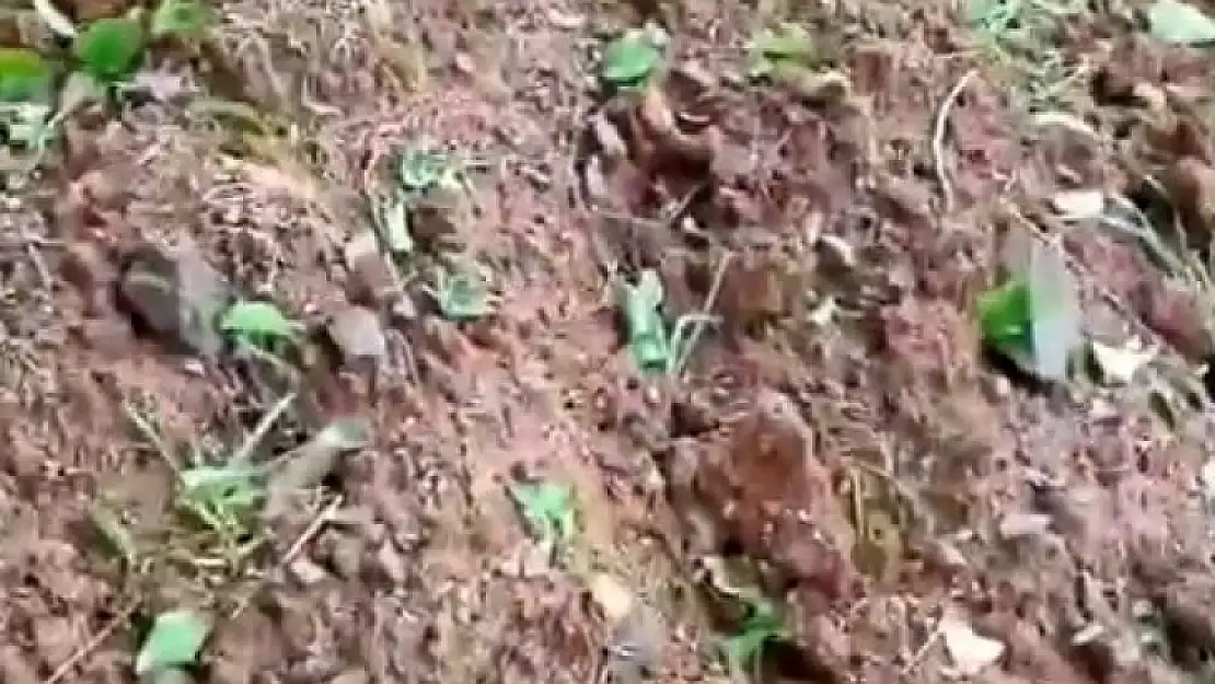 Dolu kayısıyı vurdu