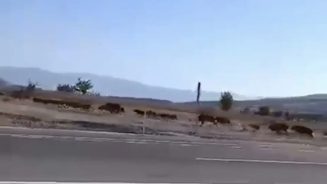 Elazığ'da domuz sürüsü görüntülendi