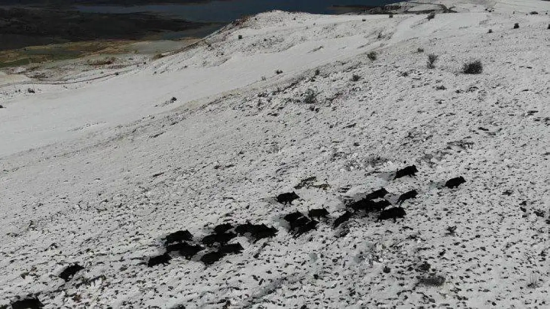 Elazığ'da Domuz Sürüsünün Kaçışları  Görüntülendi