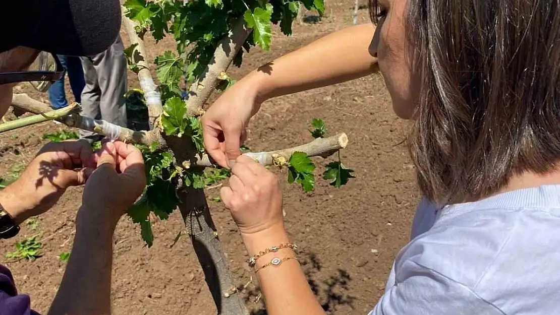 Elazığ'da dut bahçelerinde aşılama çalışması