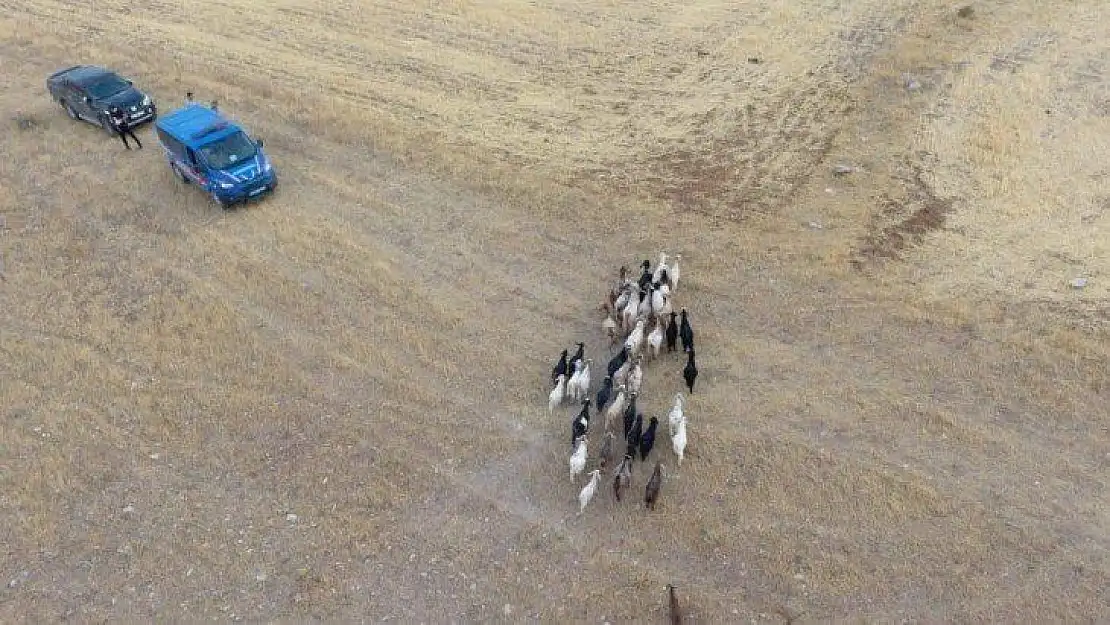 Elazığ'da firar eden hayvanlar, 7 kilometre uzakta drone ile bulundu
