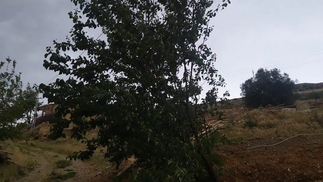 Elazığ'da fırtına ağaçları yerinden söktü