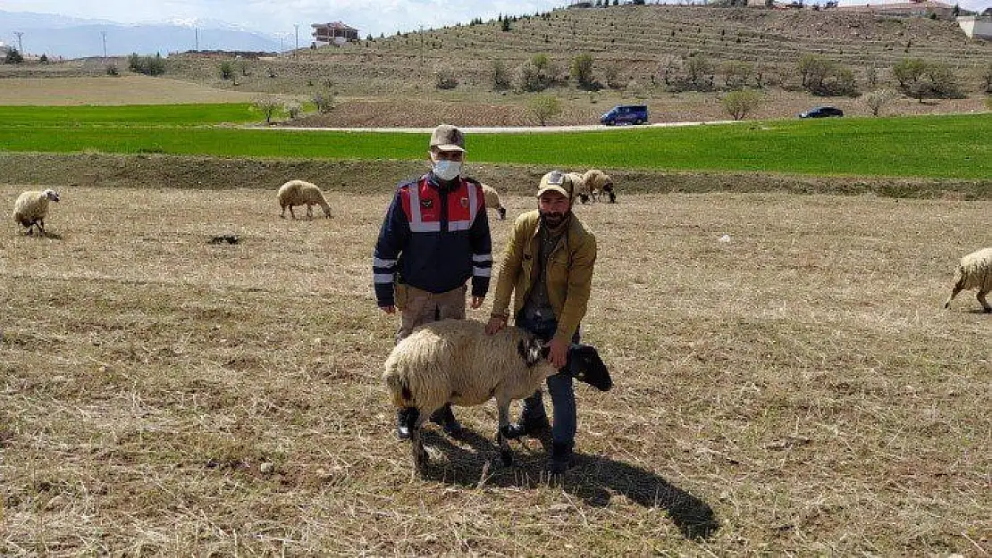 Elazığ'da kayıp koyunlar jandarma tarafından bulundu