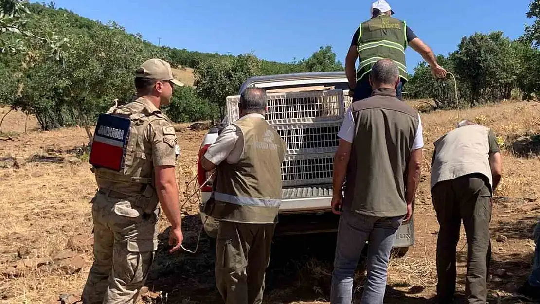 Elazığ'da doğaya keklik salımı gerçekleşti