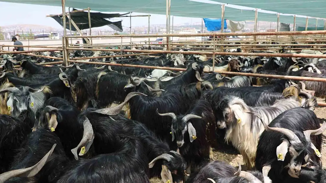 Elazığ'da kurban satış ve kesim alanı belirlendi