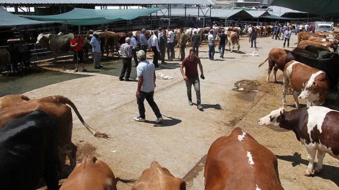 Elazığ'da kurbanlık satışları devam ediyor