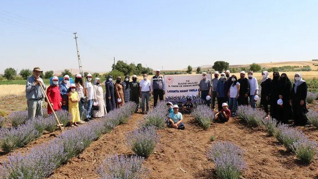 Elazığ'da lavanta hasadı