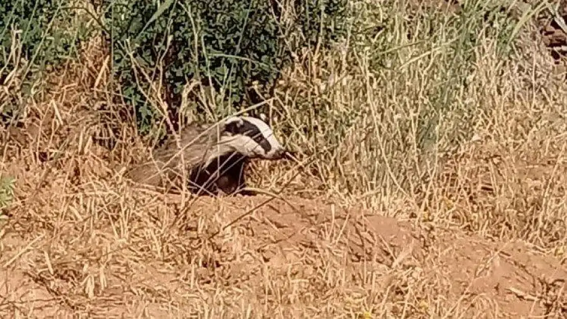 Elazığ'da oklu kirpi görüntülendi