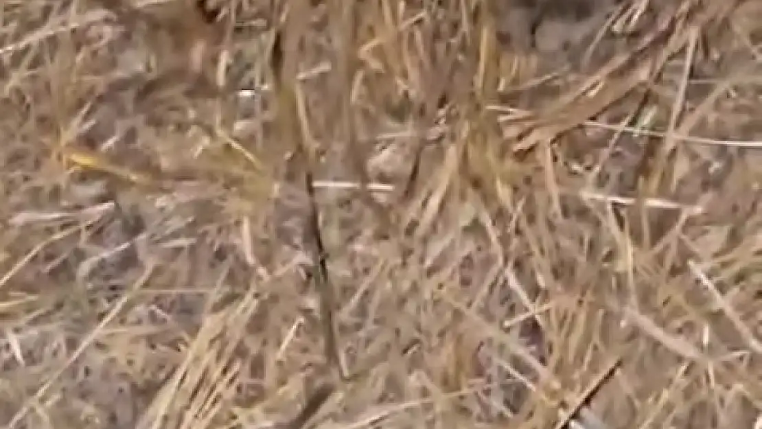 Elazığ'da sarıkız ile kedinin mücadelesi