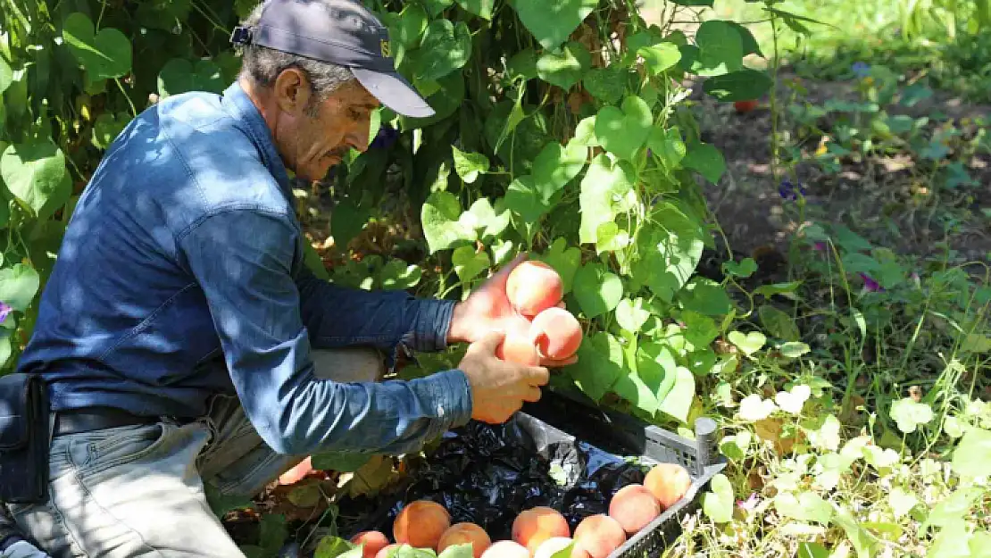 Elazığ'da şeftali hasadı devam ediyor