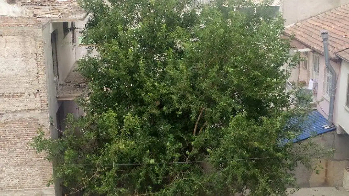 Elazığ'da şiddetli rüzgar etkili oldu, ağaçların dalları kırıldı