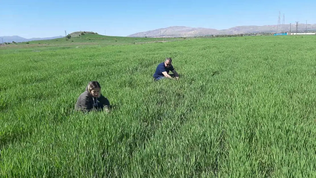 Elazığ'da süne ile mücadele çalışmaları başladı