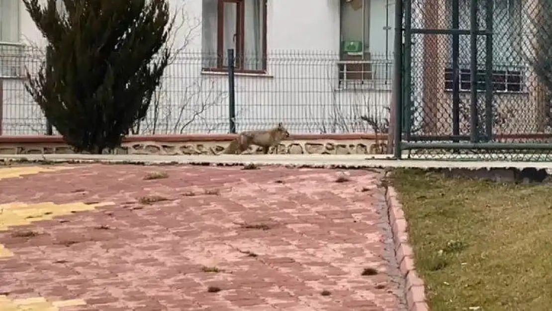 Elazığ'da Tilki Şehre İndi
