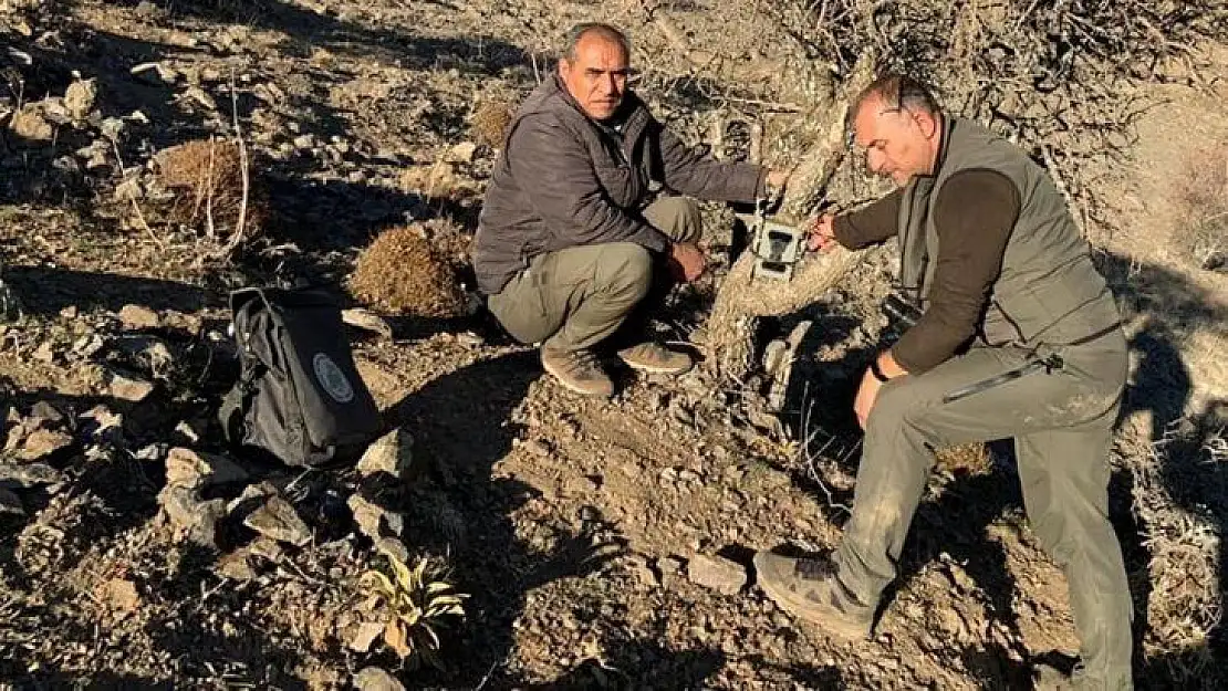 Elazığ'da yaban hayatı ve kaçak avcılar..