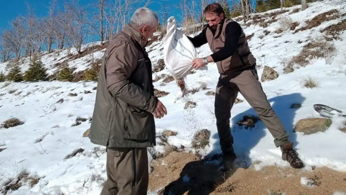 Hayvanlar için doğaya yem bırakıldı