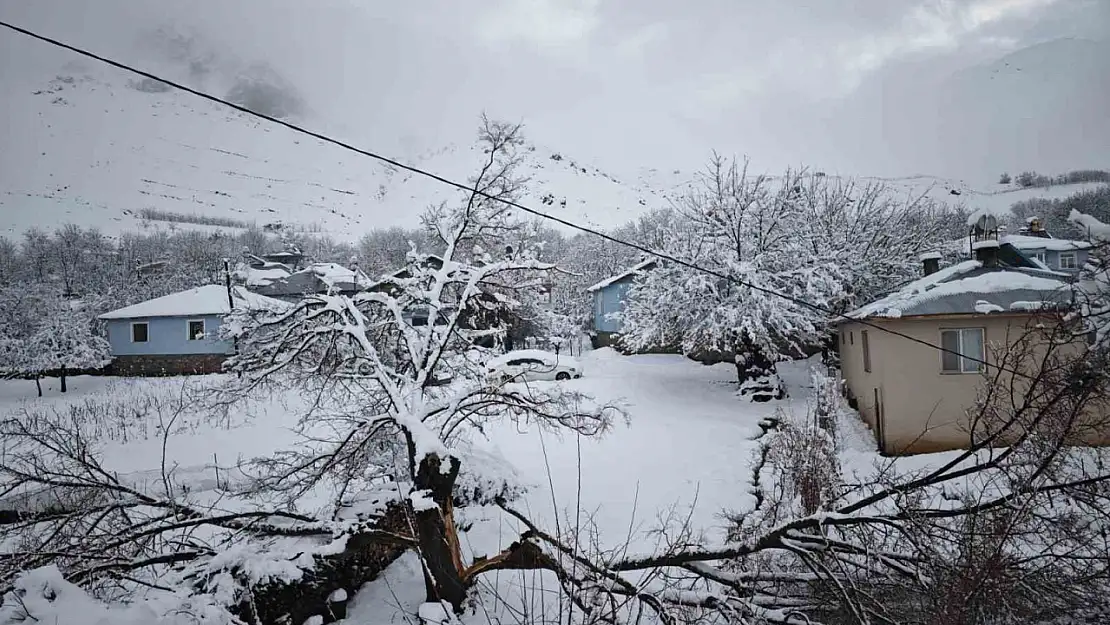 Elazığ'da yoğun kar yağışından dolayı ağaçlar devrildi