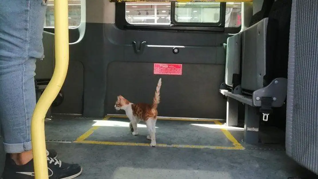 Elazığ'da yolcu gibi minibüse binen sevimli kedi şaşırttı