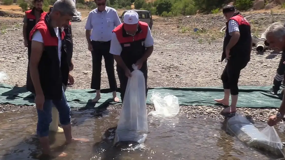Elazığ'daki su kaynaklarına yavru sazan bırakılacak