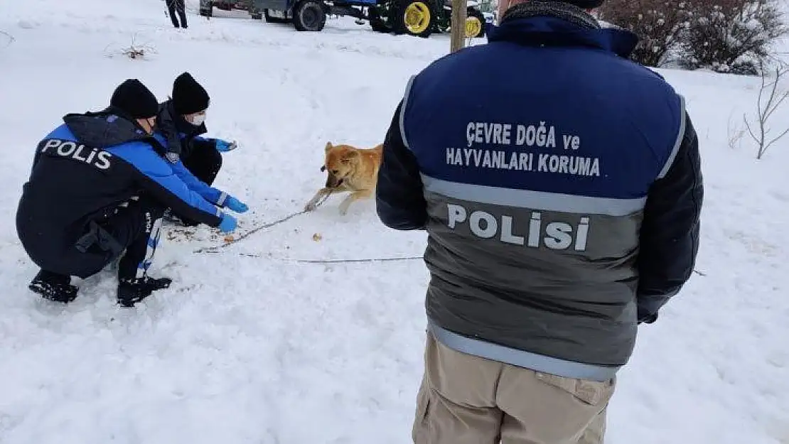 HAYDİ ekibi sokak hayvanlarını unutmadı