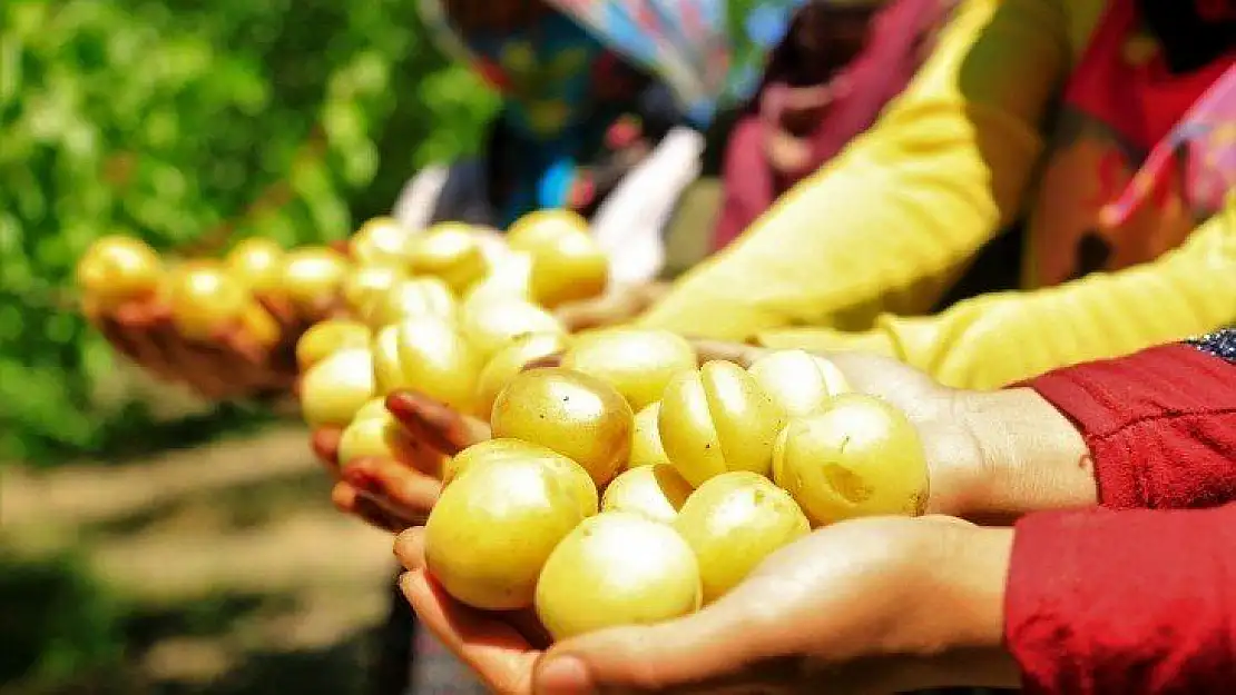 Sarı Altın Hasadı Başladı